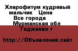 Хларофитум кудрявый мальчик › Цена ­ 30 - Все города  »    . Мурманская обл.,Гаджиево г.